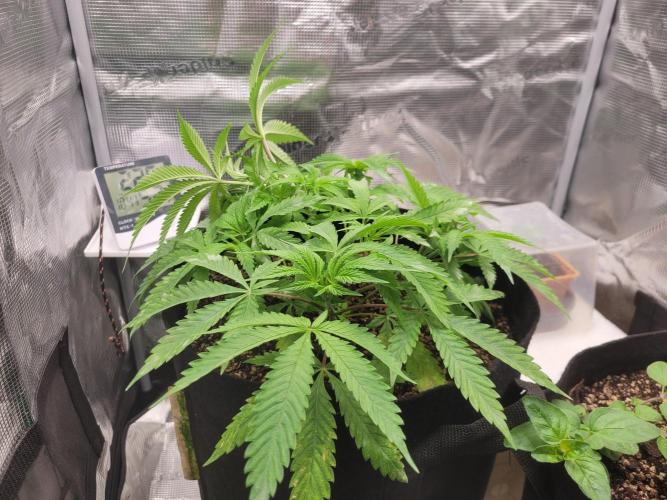 FFFirst time TropiKanaky miniindoor. Week 5