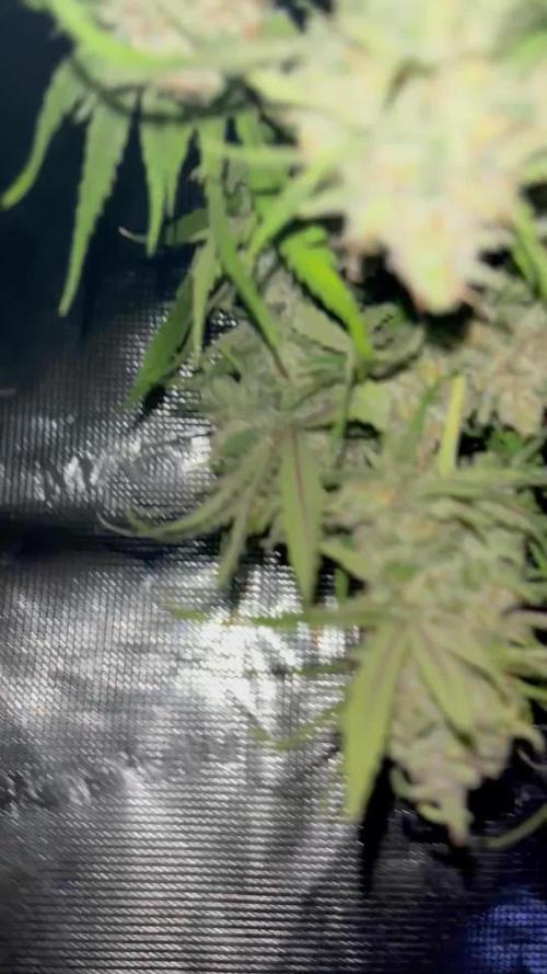 Autopot , Fast Buds