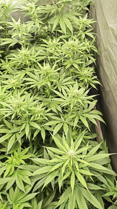 Royal Queen Seeds Punch Pie