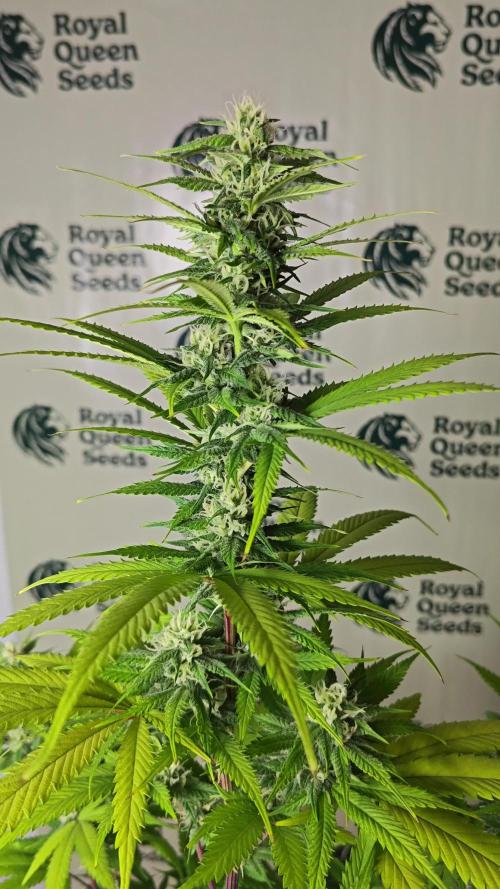 Royal Queen Seeds - Gelato 44