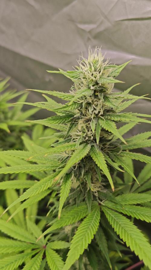 Grandaddy Purple - Royal Queen Seeds