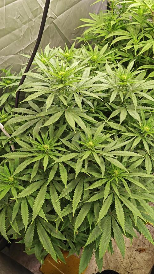 RQS - Blue Mystic