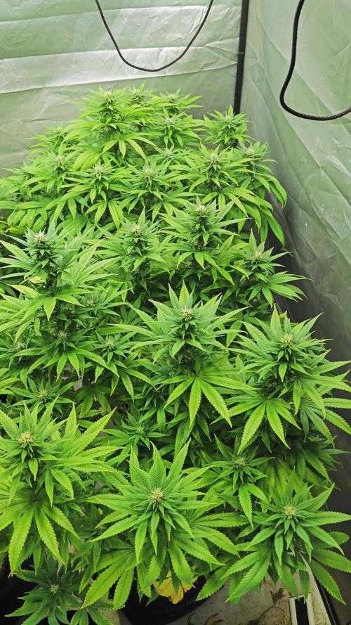 RQS - Blue Mystic
