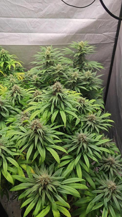 RQS - Wedding Gelato