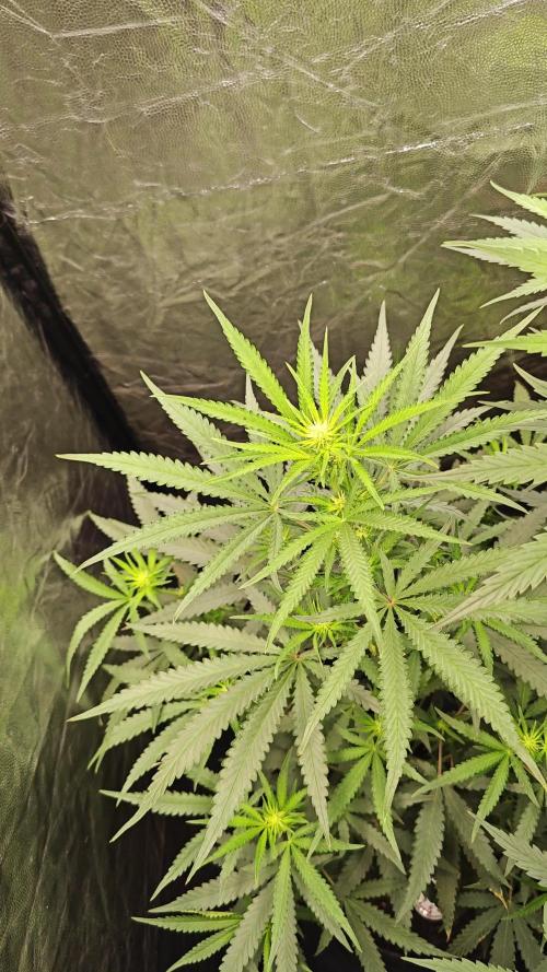 RQS - Candy Kush Express