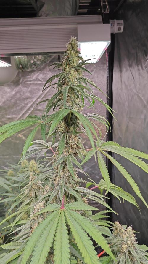 RQS - Candy Kush Express