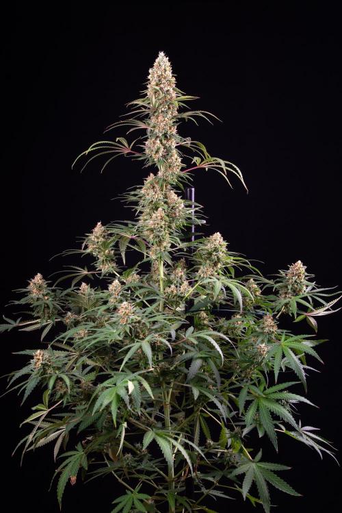 RQS - Candy Kush Express. Week 12