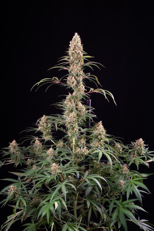 RQS - Candy Kush Express. Week 12