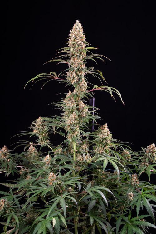 RQS - Candy Kush Express. Week 12