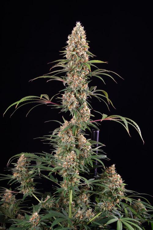 RQS - Candy Kush Express. Week 12