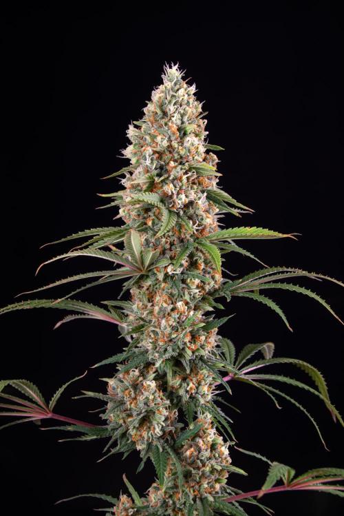 RQS - Candy Kush Express. Week 12