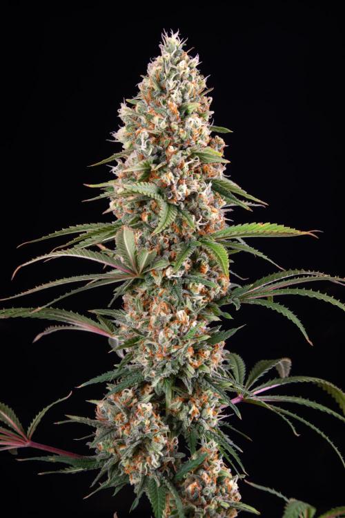 RQS - Candy Kush Express. Week 12