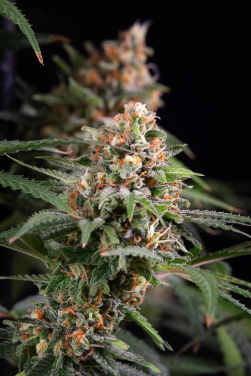 RQS - Candy Kush Express. Week 12