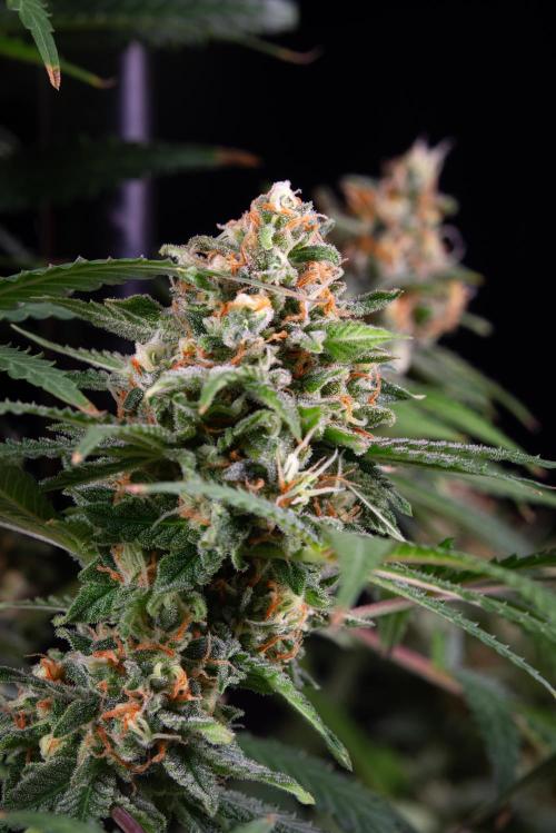 RQS - Candy Kush Express. Week 12