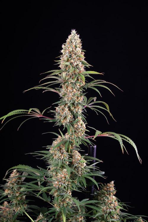 RQS - Candy Kush Express. Week 13