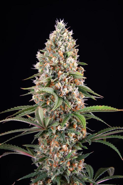 RQS - Candy Kush Express. Week 13