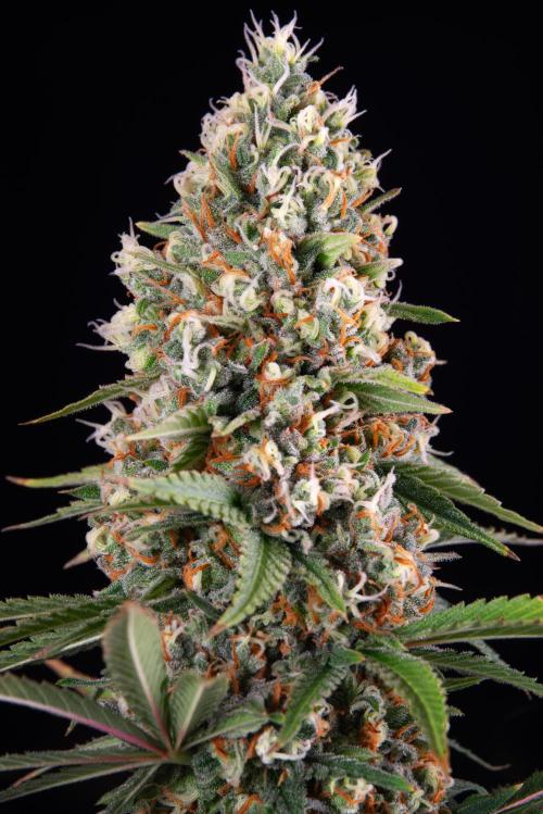 RQS - Candy Kush Express. Week 13