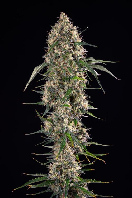 RQS - Sundae Driver. Week 12