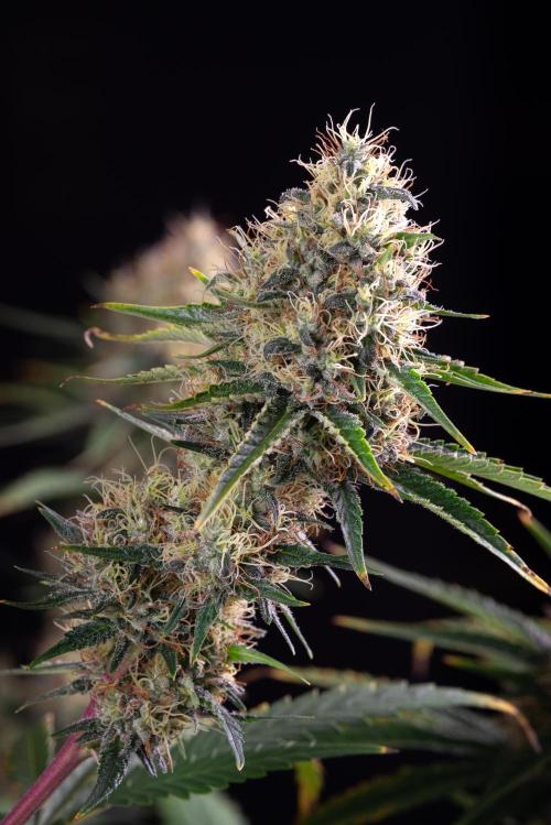 RQS - Sundae Driver. Week 12