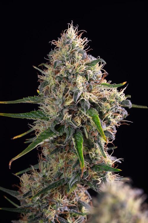 RQS - Sundae Driver. Week 12