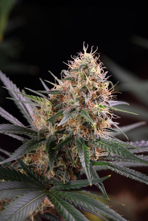 RQS - Sundae Driver. Week 12