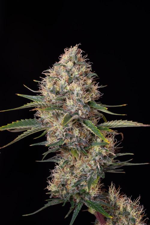 RQS - Sundae Driver. Week 13