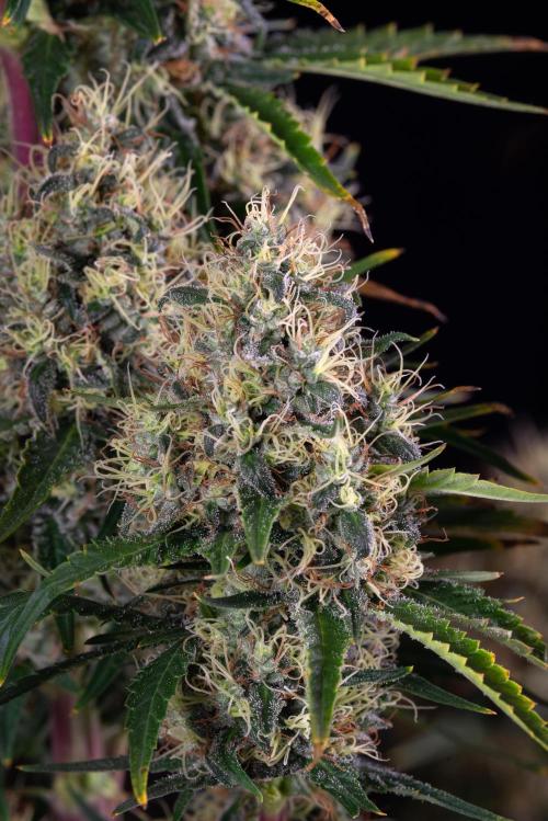 RQS - Sundae Driver. Week 13