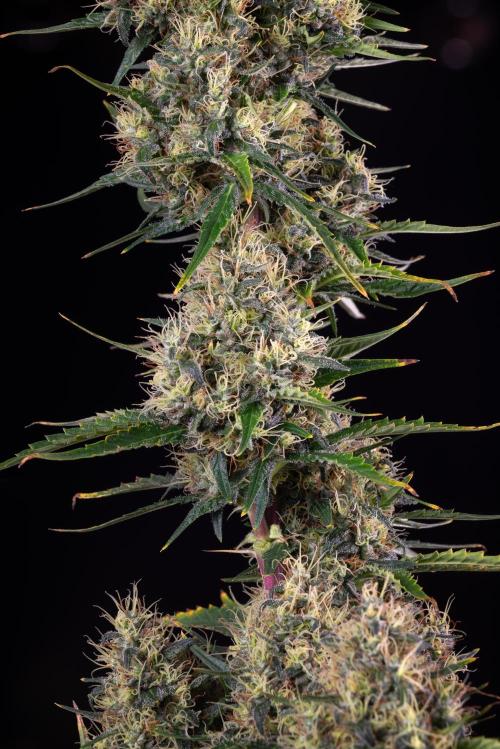 RQS - Sundae Driver. Week 13