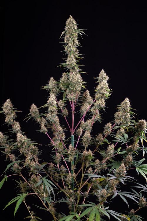 RQS - Sundae Driver. Week 14