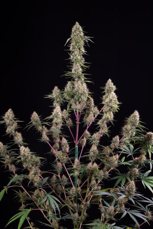 RQS - Sundae Driver. Week 14