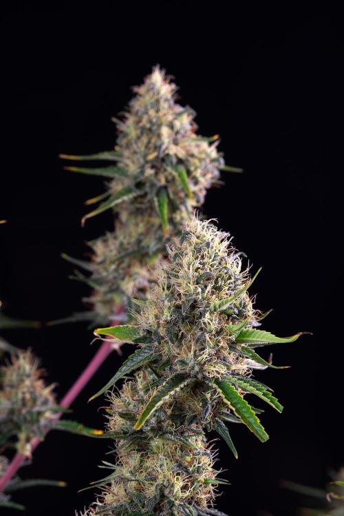 RQS - Sundae Driver. Week 14