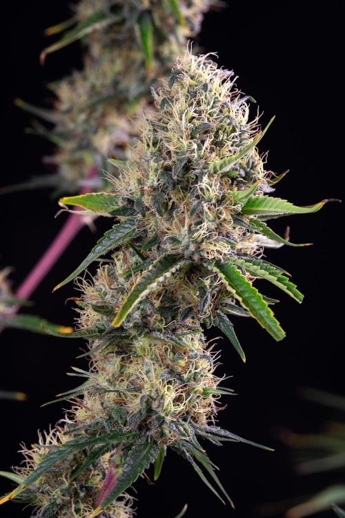 RQS - Sundae Driver. Week 14