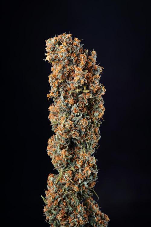 RQS - Candy Kush Express. Week 14