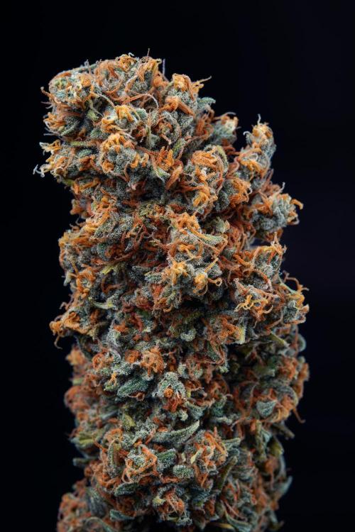 Candy Kush Express. Week 14