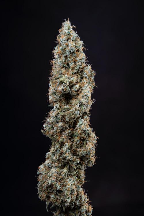 RQS - Gushers. Week 12