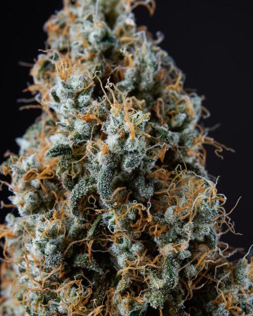 RQS - Gushers. Week 12