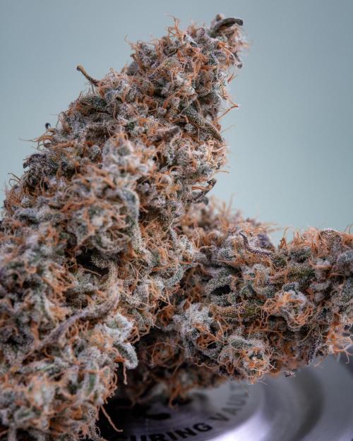 RQS - Gushers. Week 12