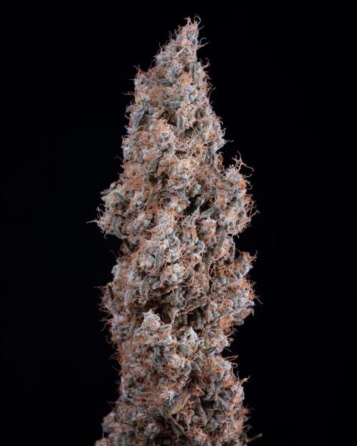 Gushers. Week 12