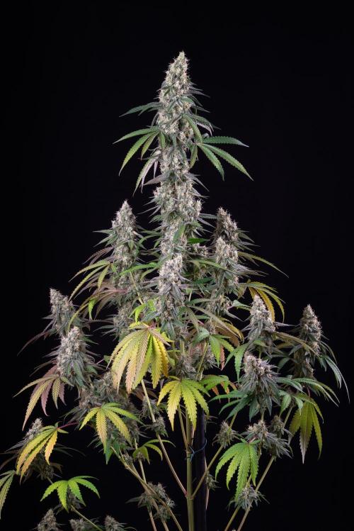 RQS - Gushers. Week 12