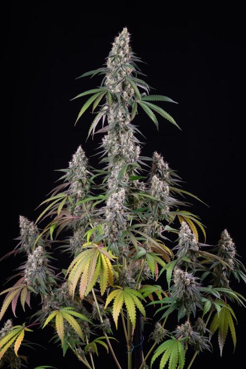 RQS - Gushers. Week 12