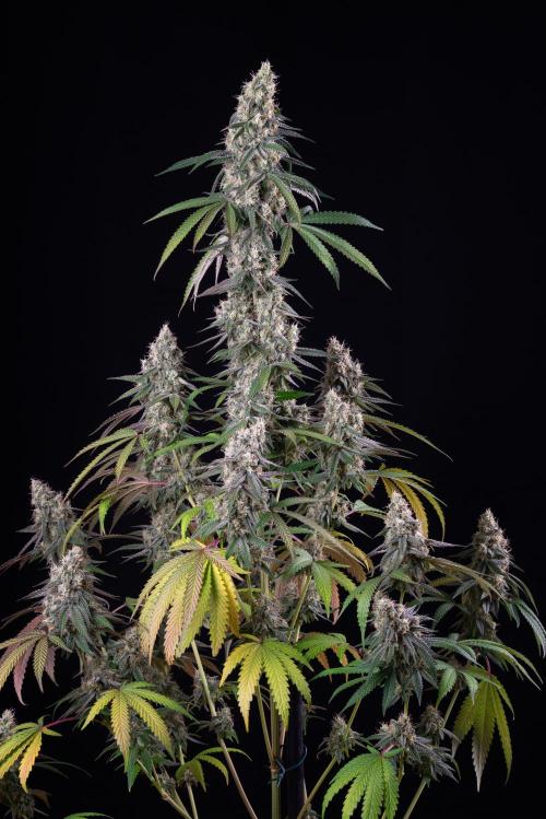 RQS - Gushers. Week 12