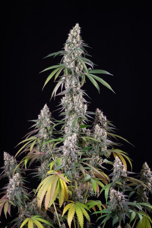 RQS - Gushers. Week 12