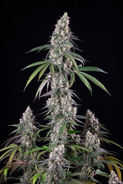 RQS - Gushers. Week 12