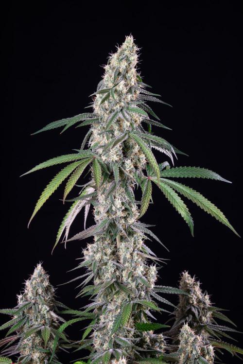RQS - Gushers. Week 12