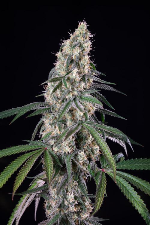 RQS - Gushers. Week 12