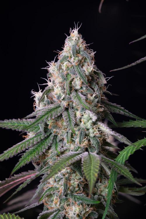 RQS - Gushers. Week 12