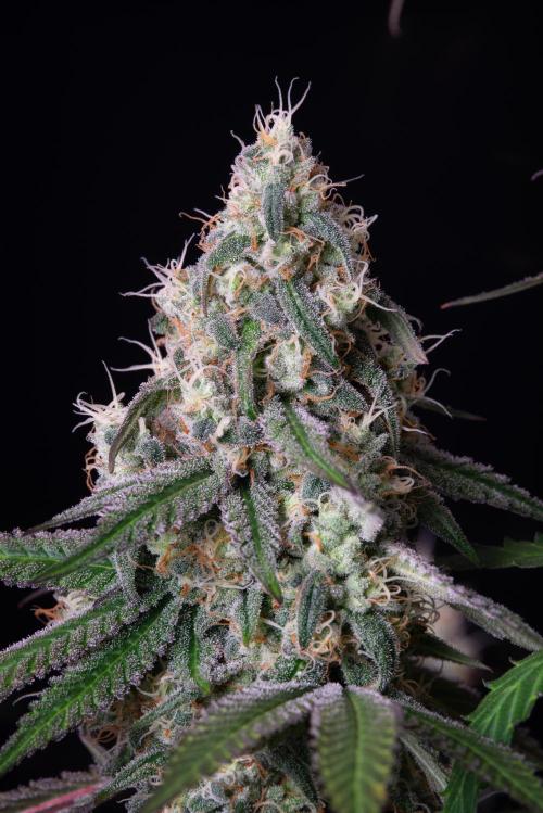 RQS - Gushers. Week 12