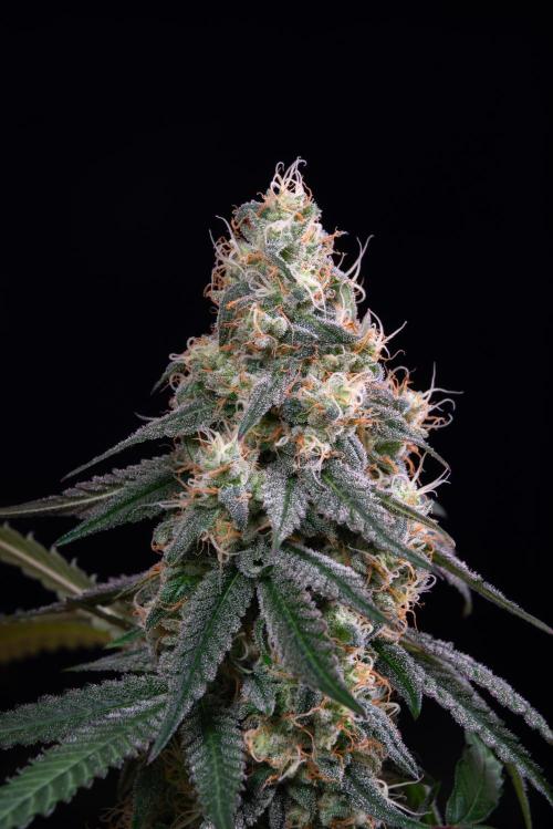 RQS - Gushers. Week 12