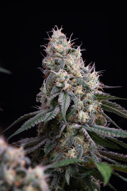 RQS - Gushers. Week 12