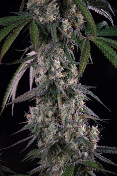 RQS - Gushers. Week 12